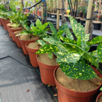 Aukuba japonská (Aucuba Japonica) ´CROTONIFOLIA GOLD´ - výška 20-30 cm, kont. C3L